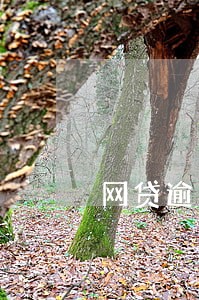 网贷逾期可以口子 网贷逾期可以口子