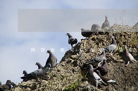 网贷逾期可以在银行贷车贷吗 网贷逾期可以在银行贷车贷吗