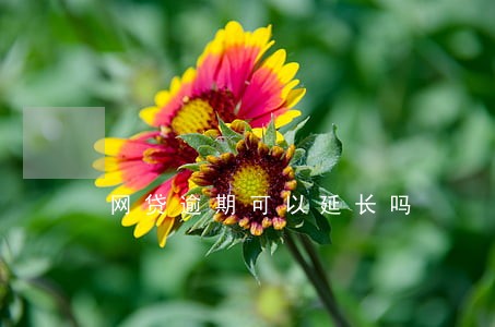 网贷逾期可以延长吗 网贷逾期可以延长吗