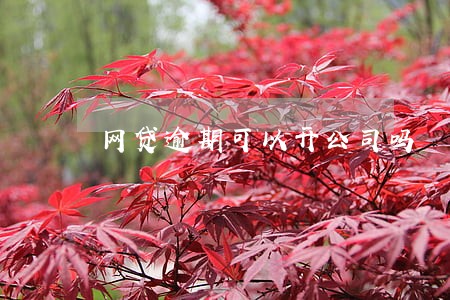 网贷逾期可以开公司吗 网贷逾期可以开公司吗