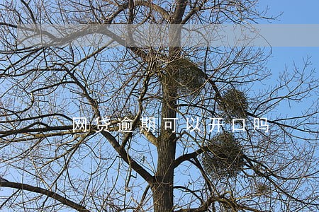 网贷逾期可以开口吗