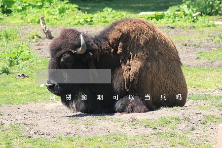 网贷逾期可以当兵吗 网贷逾期可以当兵吗