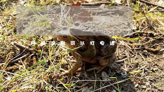 网贷逾期可以打电话吗 网贷逾期可以打电话吗