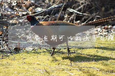 网贷逾期可以找法务处理么 网贷逾期可以找法务处理么