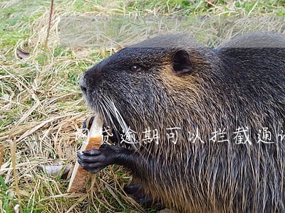 网贷逾期可以拦截通讯录吗 网贷逾期可以拦截通讯录吗