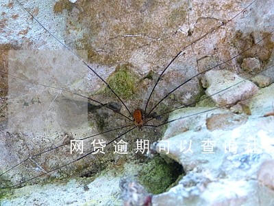 网贷逾期可以查询社保 网贷逾期可以查询社保