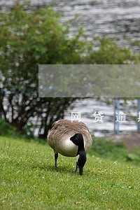 网贷逾期可以申诉消除吗 网贷逾期可以申诉消除吗