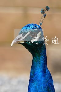 网贷逾期可以申请公务卡吗 网贷逾期可以申请公务卡吗