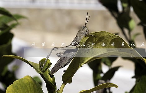 网贷逾期可以申请华夏信用卡吗 网贷逾期可以申请华夏信用卡吗