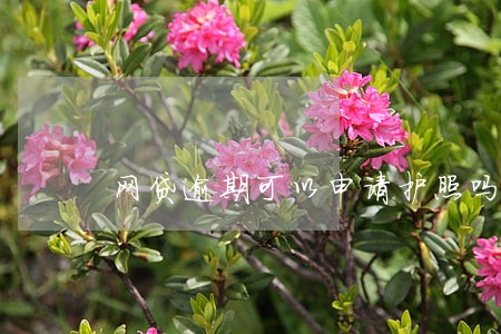 网贷逾期可以申请护照吗 网贷逾期可以申请护照吗