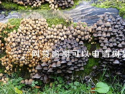 网贷逾期可以申请树袋熊吗 网贷逾期可以申请树袋熊吗
