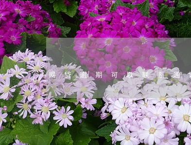 网贷逾期可以联系通讯录吗
