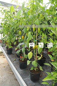 网贷逾期可以自己协商 网贷逾期可以自己协商