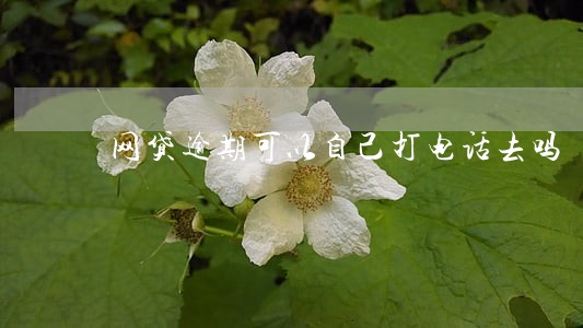 网贷逾期可以自己打电话去吗 网贷逾期可以自己打电话去吗