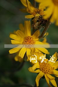 网贷逾期可以解绑银行卡吗 网贷逾期可以解绑银行卡吗
