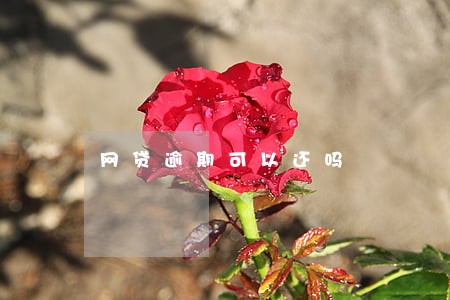 网贷逾期可以还吗 网贷逾期可以还吗