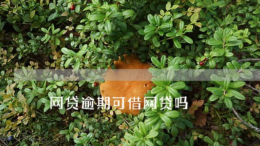网贷逾期可借网贷吗 网贷逾期可借网贷吗