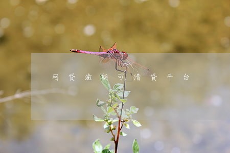 网贷逾期可借贷平台 网贷逾期可借贷平台