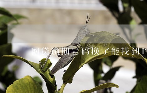 网贷逾期号码换了能找到吗 网贷逾期号码换了能找到吗