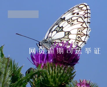 网贷逾期司法举证 网贷逾期司法举证