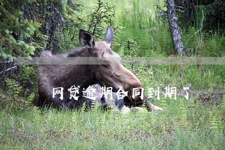 网贷逾期合同到期了 网贷逾期合同到期了