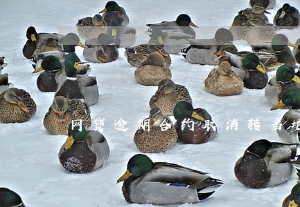 网贷逾期合约取消转当地外包