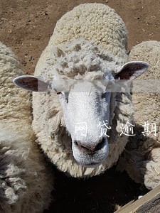 网贷逾期同事被骚扰 网贷逾期同事被骚扰