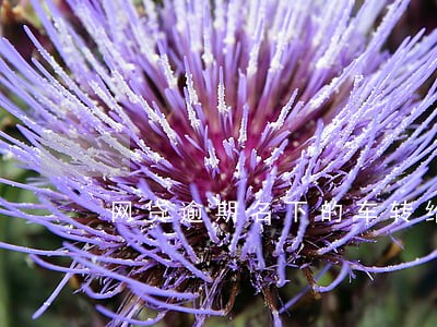 网贷逾期名下的车转给老婆可以吗