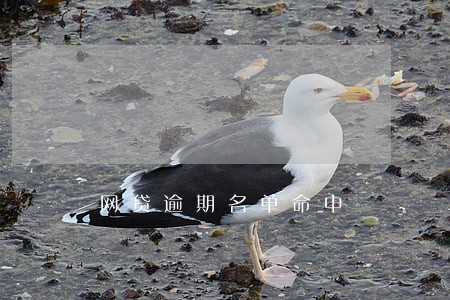 网贷逾期名单命中