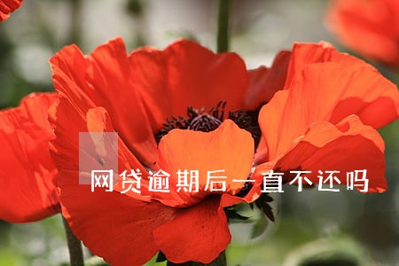 网贷逾期后一直不还吗 网贷逾期后一直不还吗