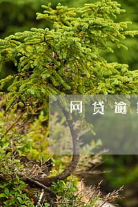网贷逾期后为什么不能手动还款 网贷逾期后为什么不能手动还款