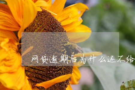 网贷逾期后为什么还不给我打电话 网贷逾期后为什么还不给我打电话
