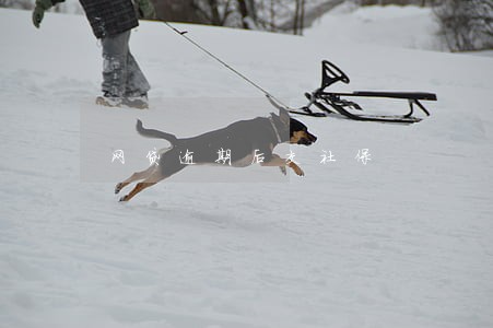 网贷逾期后交社保 网贷逾期后交社保