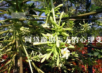 网贷逾期后人的心理变化 网贷逾期后人的心理变化