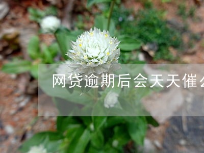 网贷逾期后会天天催么6 网贷逾期后会天天催么6