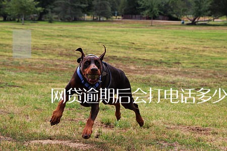 网贷逾期后会打电话多少个月