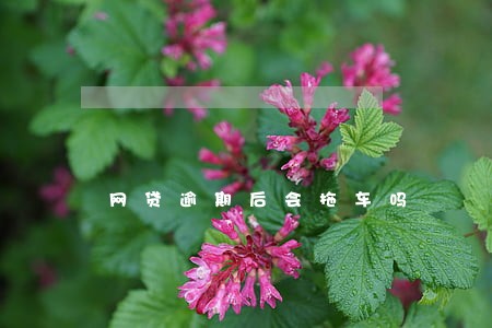 网贷逾期后会拖车吗 网贷逾期后会拖车吗