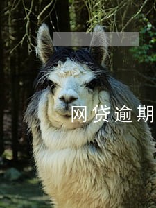 网贷逾期后信用卡不给分期了 网贷逾期后信用卡不给分期了