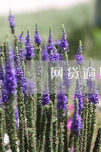 网贷逾期后信用卡被降额了 网贷逾期后信用卡被降额了