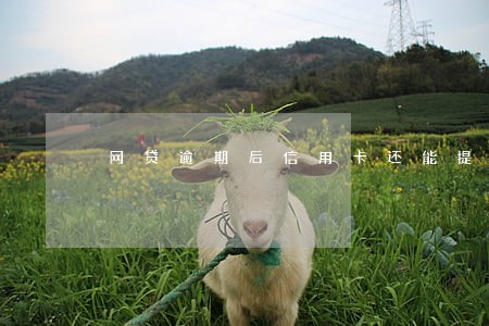 网贷逾期后信用卡还能提额吗 网贷逾期后信用卡还能提额吗