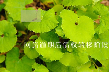 网贷逾期后债权转移阶段 网贷逾期后债权转移阶段