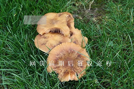 网贷逾期后催收流程 网贷逾期后催收流程
