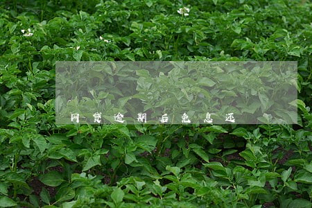 网贷逾期后免息还 网贷逾期后免息还