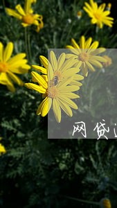网贷逾期后其他平台能贷出吗 网贷逾期后其他平台能贷出吗