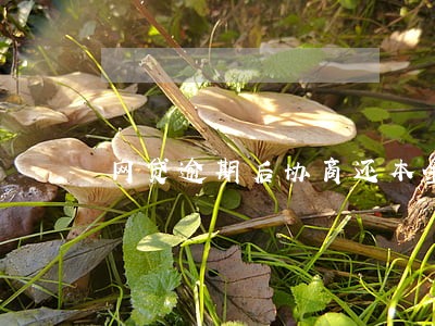 网贷逾期后协商还本金可以吗 网贷逾期后协商还本金可以吗
