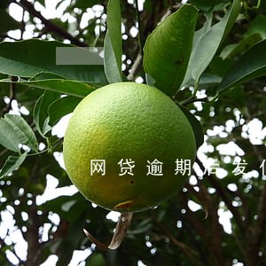 网贷逾期后发仲裁短信 网贷逾期后发仲裁短信