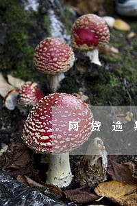 网贷逾期后发电子版的律师函 网贷逾期后发电子版的律师函