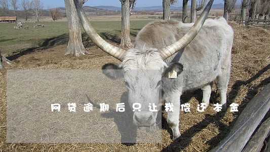 网贷逾期后只让我偿还本金