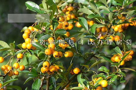 网贷逾期后可以办理房贷吗 网贷逾期后可以办理房贷吗
