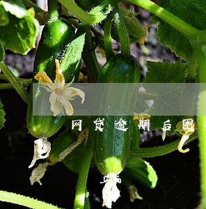 网贷逾期后困难证明怎么开 网贷逾期后困难证明怎么开